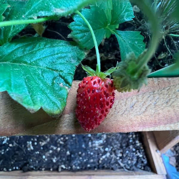 A small strawberry hanging off a plant in a wooden tiered planter.