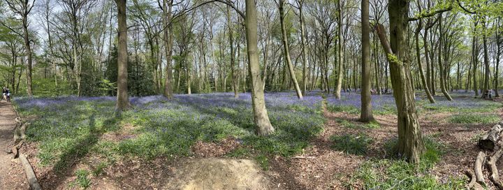 Panoramic view of a deciduous woodland with a carpet of bluebells below it on a cool day.