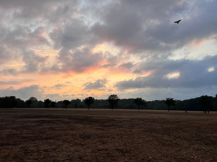 Parched, brown grass in a park at dusk with a row of trees in silhouette. A bird flies in front of grey-yellow clouds.