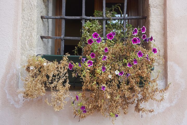 A window box in a grilled window in a white plastered wall, with some abundant (but browning) foliage and purple flowers.
