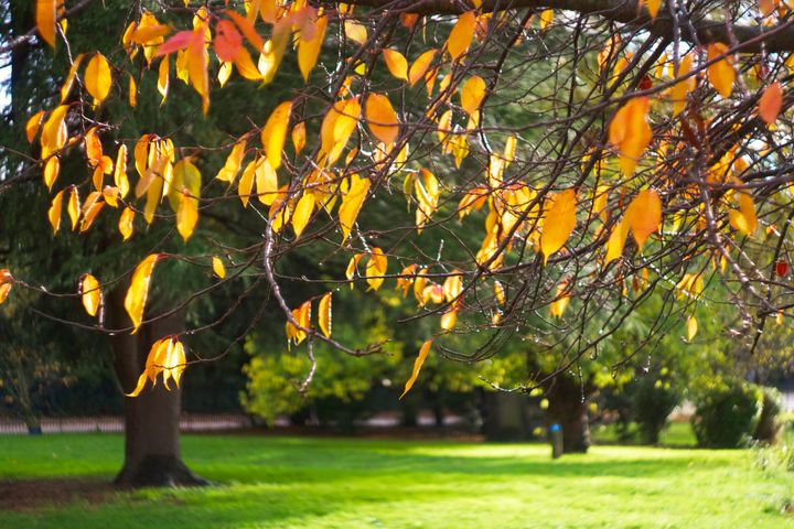 Autumn leaves swirling 