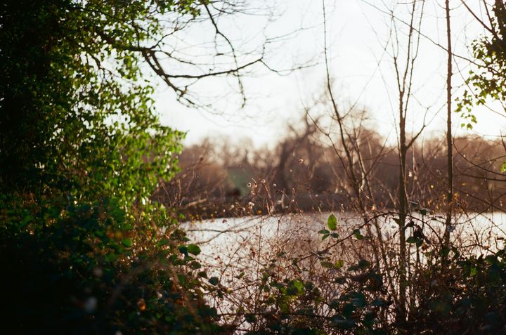 View through some trees and shrubs across a pond on a sunny wintry day.