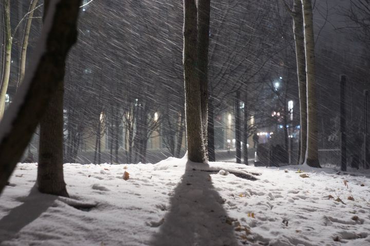 A tree trunk casts a shadow towards camera on a snowy ground, with other trees around it. Snow is falling in the background.