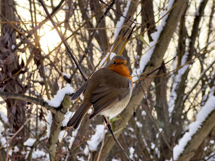 A robin sits on a thin tree branch amongst a network capped in snow. Tiny bokeh balls like golden-hour gems on the edges.