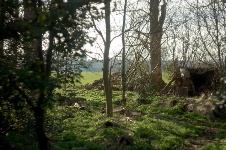 A clearing amongst bare trees on a sunny day, with a green field beyond.