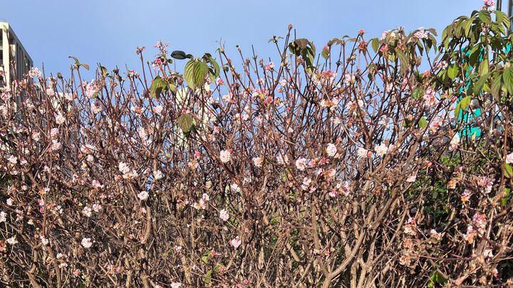 A heavily woody bush starting to come into a messy pink blossom.