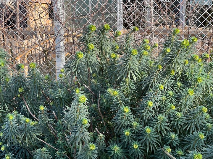 A large euphorbia with lime-green flower heads beginning to form at the peaks, in front of a fence.