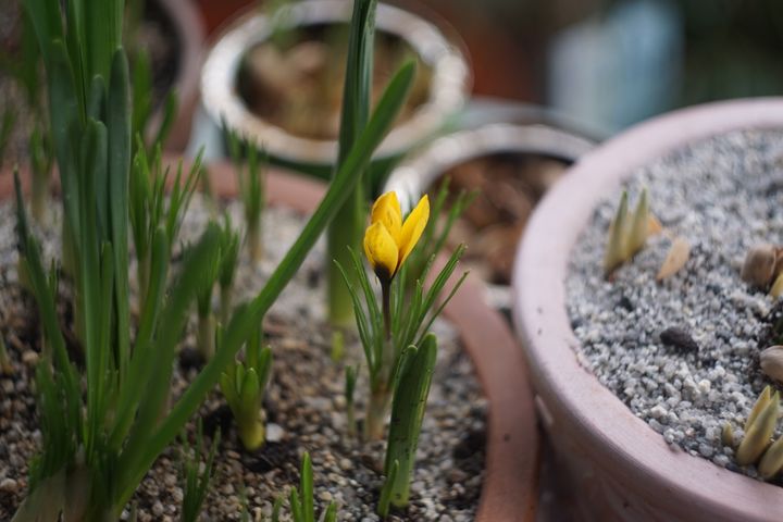 Plant pots in soft, swirly focus around a single yellow crocus which is flowering, amongst other shoots popping up.