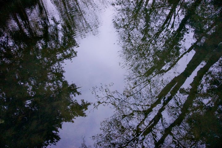 Into a river, with sparsely-leaved trees being reflected in the water's surface on both sides on a dreary grey day.