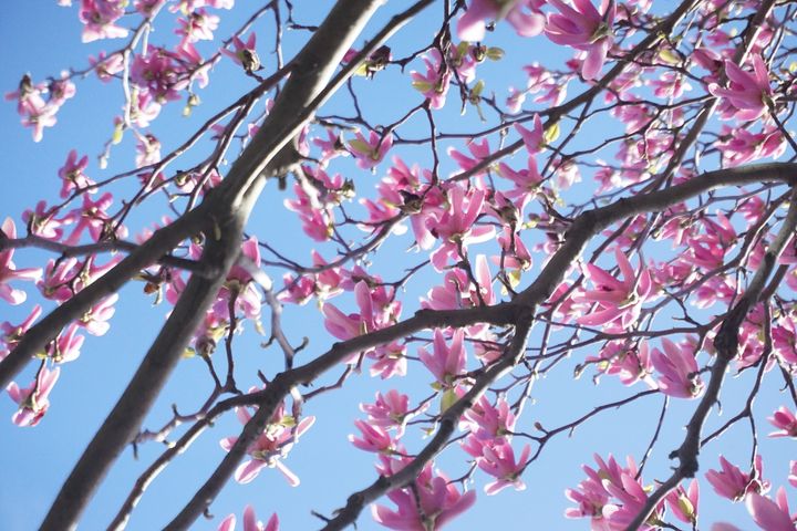 A tree from below looking up to a blue sky, through branches festooned with big shocking pink flowers.