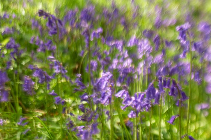 A flush of bluebells with a shaft of sunlight across it. The focus is extremely off, leading to some tall, unusual bokeh
