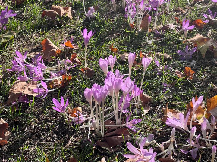 Purple crocuses with creamy-white stems rising through grass.