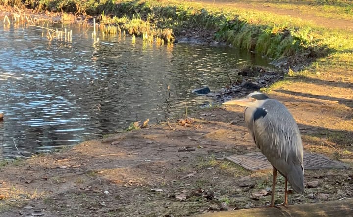 An adult heron sits on a log, beak and eye gleaming yellow as it looks out onto a small pond.