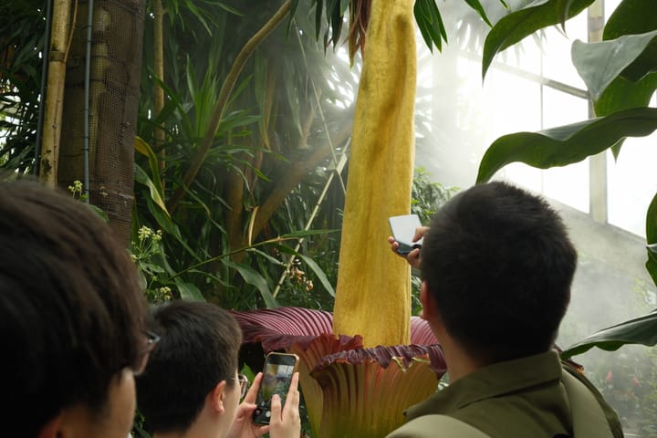 Three young men take photos on their phones of a grotesque- and yet majestic-looking corpse flower with red petals and a large yellow spadix.